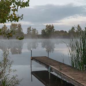 Morning on the pond