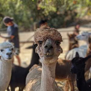 The alpacas are the cutest! And sweetest!