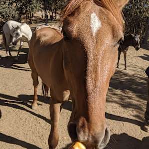 Feeding the horses some apples