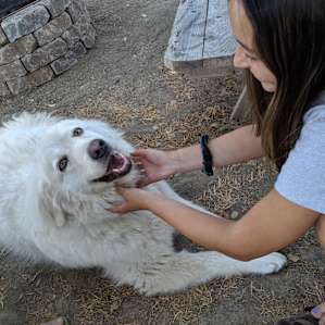 Naya, one of the sweet dogs on the property