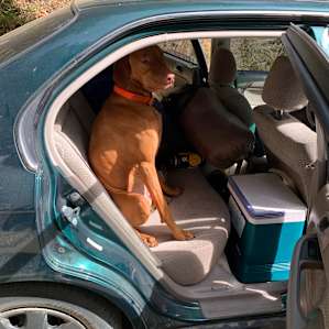 Trip, the owner’s dog, in our car. Wish we could’ve taken him home :’)