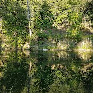 Beautiful pond with a rope swing and walking trail.