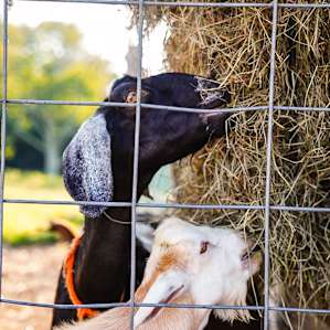 Farm Camp Fun