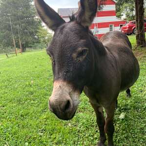 Wildcat Creek Farm