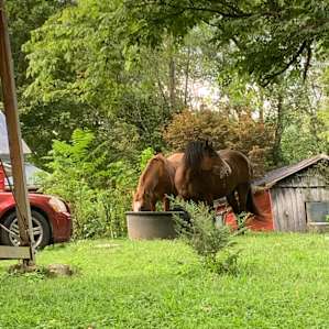 Wildcat Creek Farm