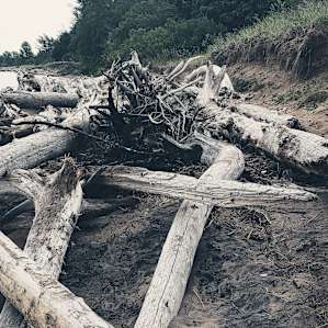 Beautiful driftwood