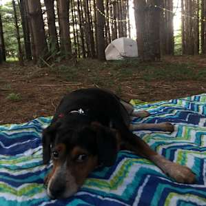 A very happy pup! He was exhausted after a day of fun.