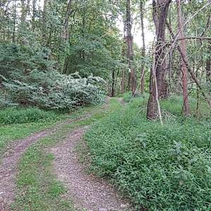 The Purple Squirrel Forest II