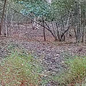 The Purple Squirrel Forest II