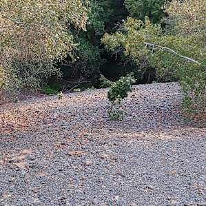 The Purple Squirrel Forest II
