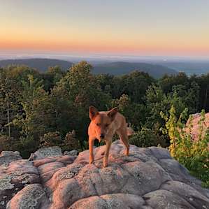 Happy dingo