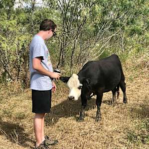 Making cow friends.