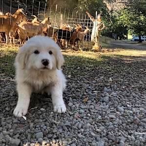 Camp at the goat farm