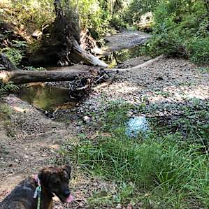 There’s a great little stream near the entrance where dogs can play in.