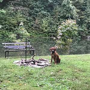 Labor Day Camping with our pup by the pond