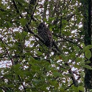 Owl that came to visit early morning :)