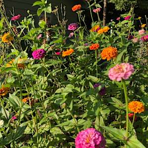 Flowers and garden on property