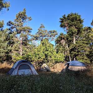 tent underneath apple tree, and you could eat the apples too!