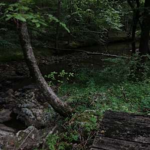 Riparian Buffer Wooded Creek Oasis