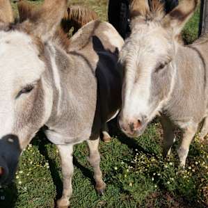 The farm animals were a large part of the unique enjoyable experience.