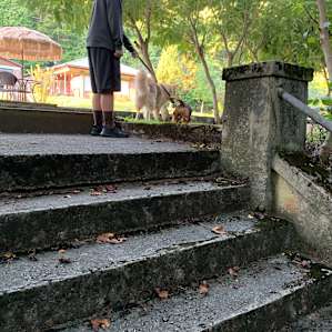 Our dog making friends with the host, Liz' dog