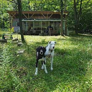 Our Pups loved their stay as much as we did!