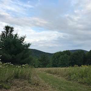 Woodland Dwelyng at Steady Slope