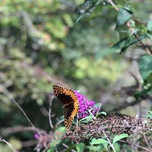 Beautiful butterfly in Pisgah Forest