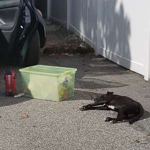 I got to unpack the car while my dog recovered from our trip