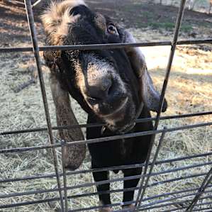 Camp at the goat farm