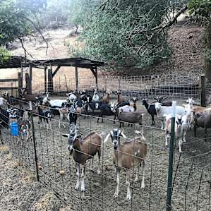 Camp at the goat farm