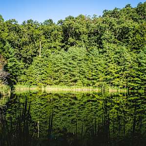 The fishing pond