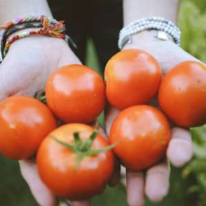 Mike and Gina let us pick tomatoes from their garden, so yummy