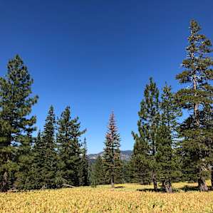 More nearby meadow.