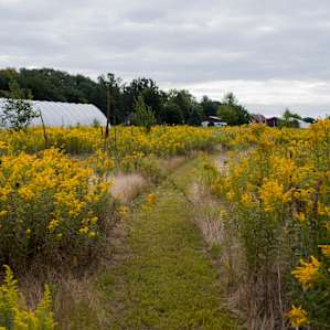 The pollinator field path is a highlight of the farm.