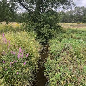 Our Lil' Ranch