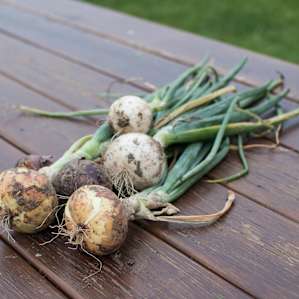 Onions fresh from the garden