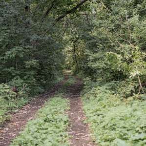 The road to the campsites, easily accessible