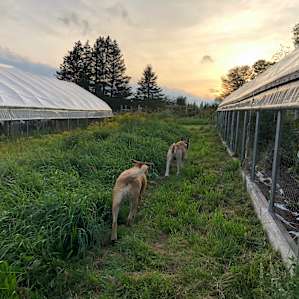 Agricultural bliss