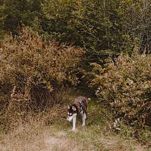 Aloha Ranch
