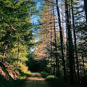 Coon Creek Cove, Mountain Hideaway