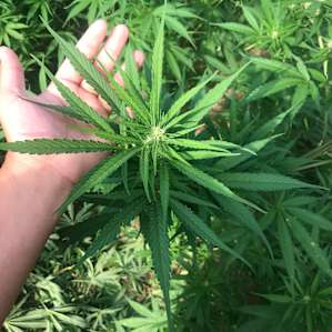Hemp Camp