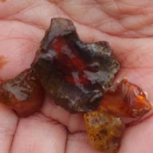 Another handful of treasures found on the trails!