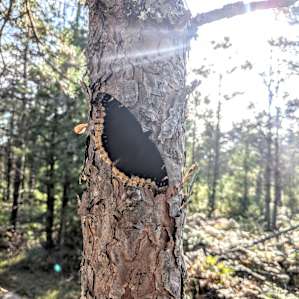 Wood cabins or tent sites.