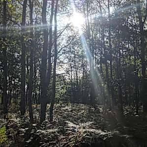 Wood cabins or tent sites.