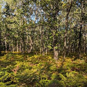 Wood cabins or tent sites.