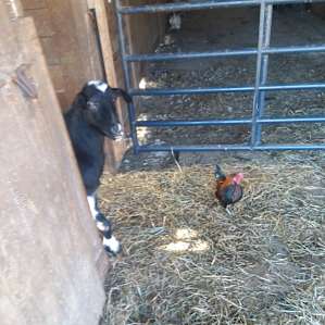 This goat was so friendly.