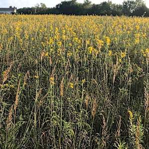 Sunflowers!