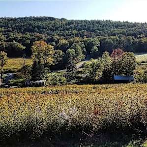 Tent camping on a woodland farm