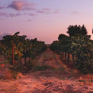 RV Park One Space in Vineyard